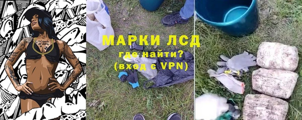 сатива Беломорск