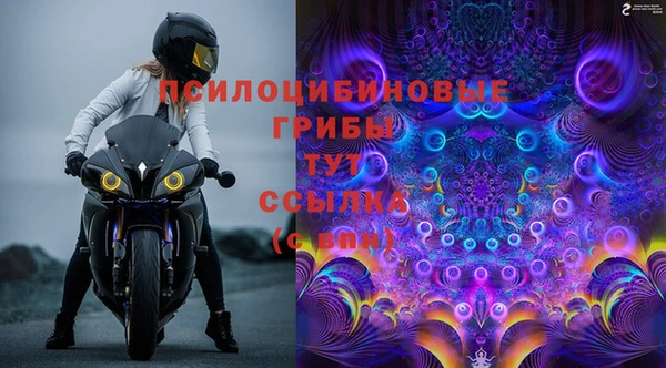 сатива Беломорск